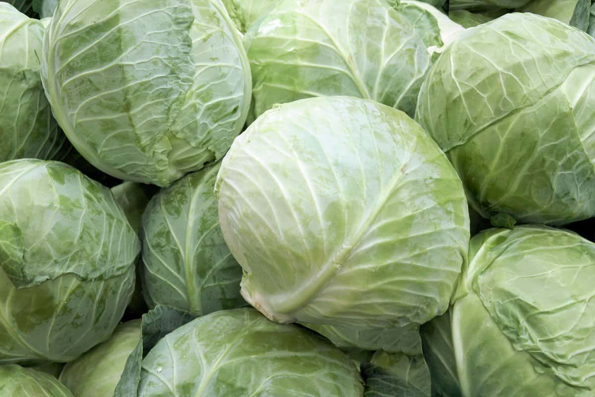 organic green cabbage