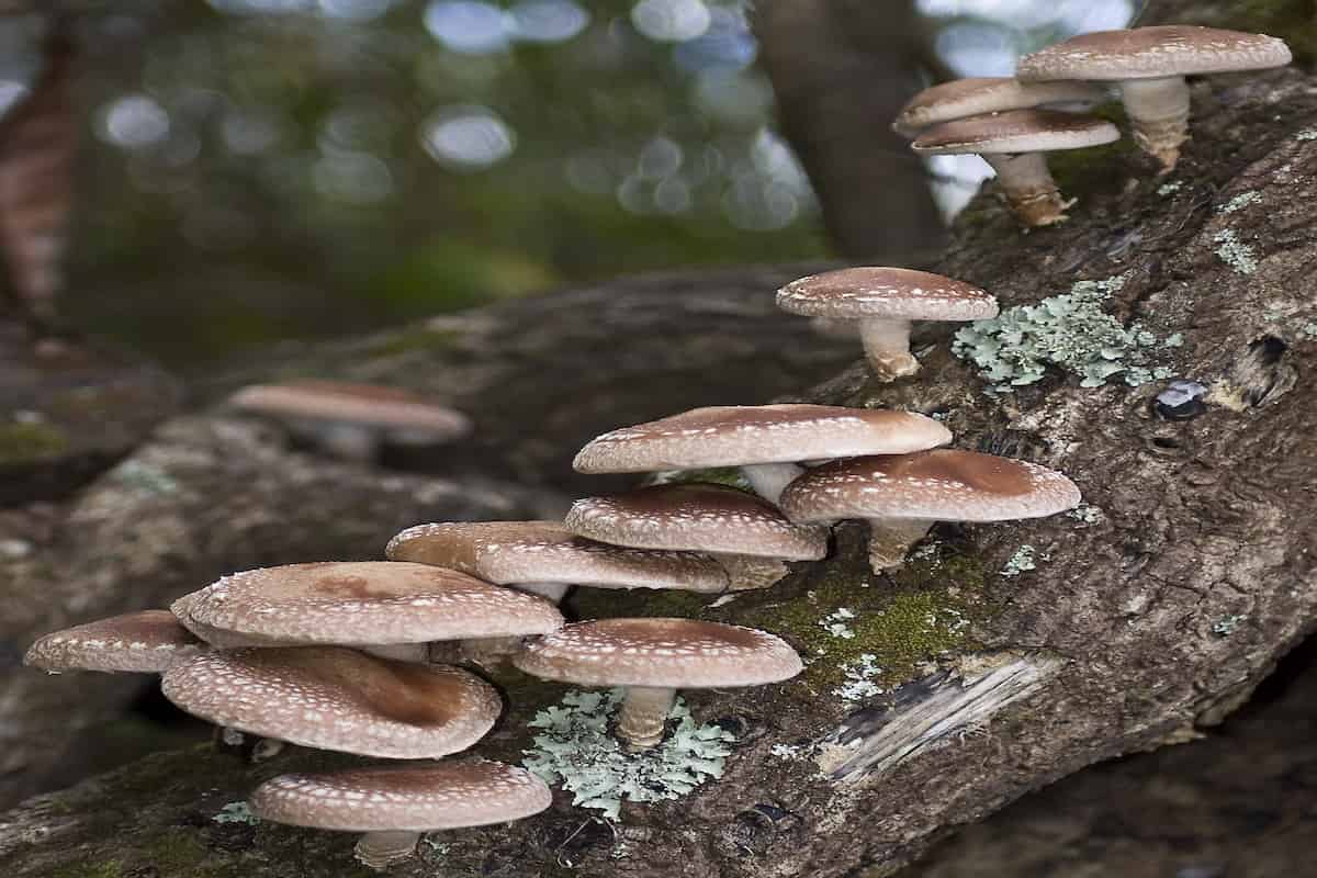 shiitake mushroom for hpv