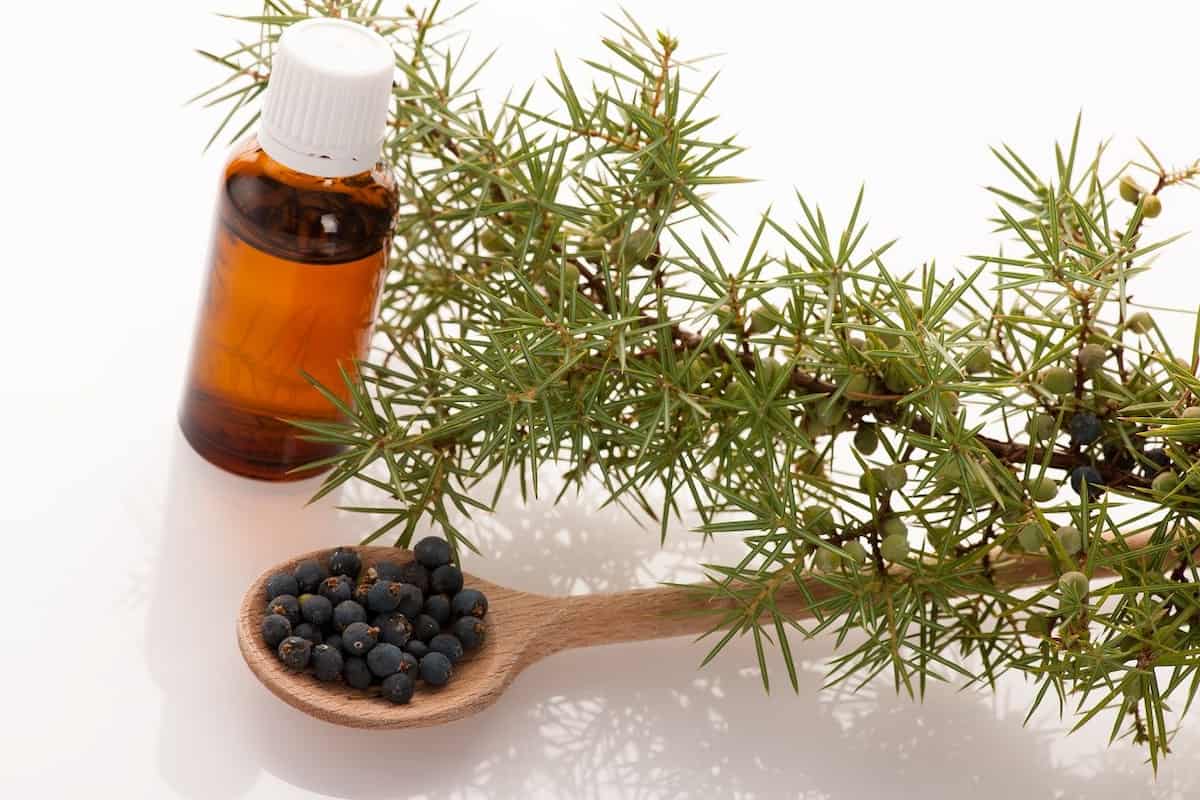 juniper berry extract uses