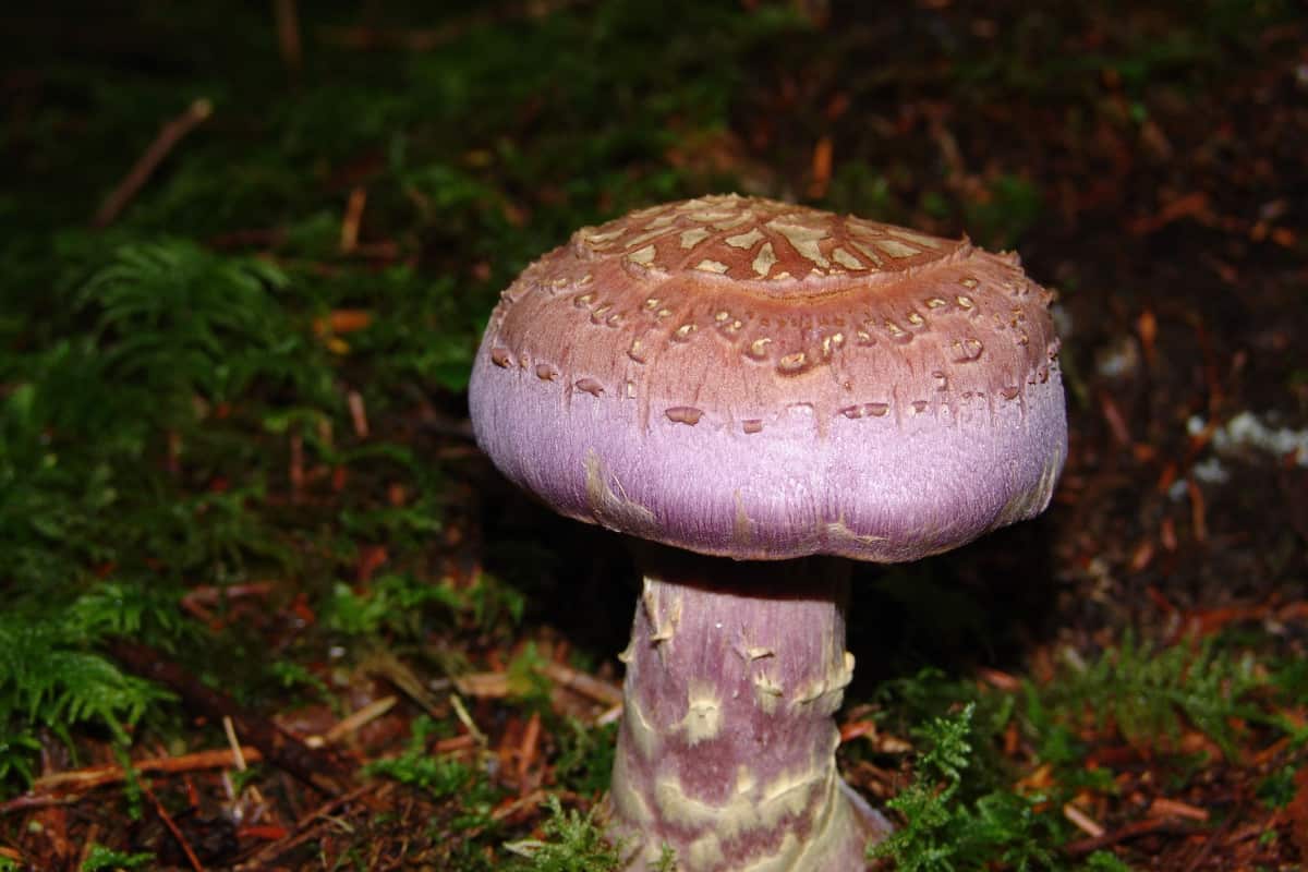 matsutake mushroom benefits