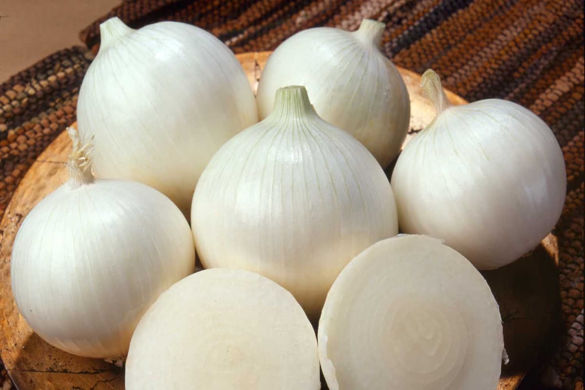 white onion soup