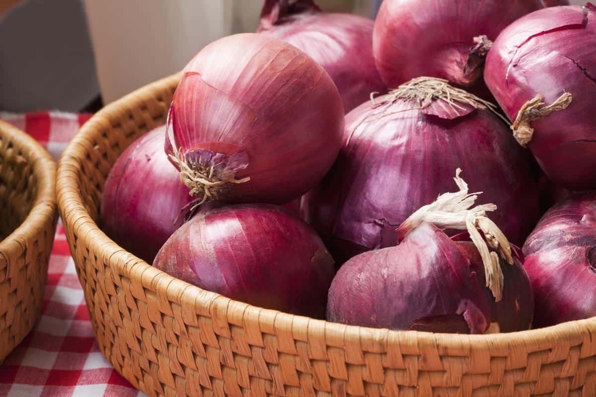 red onion calories