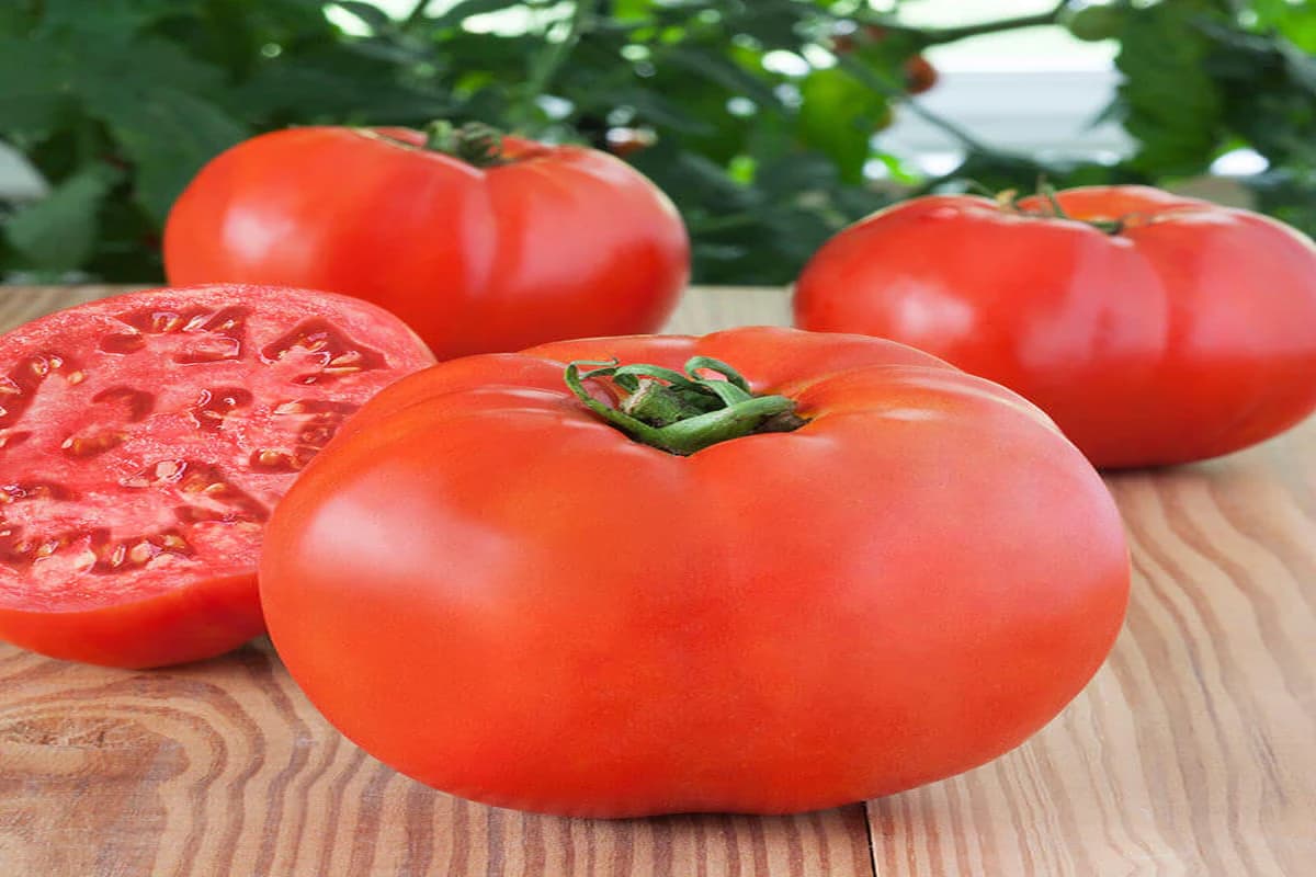 hybrid tomato 