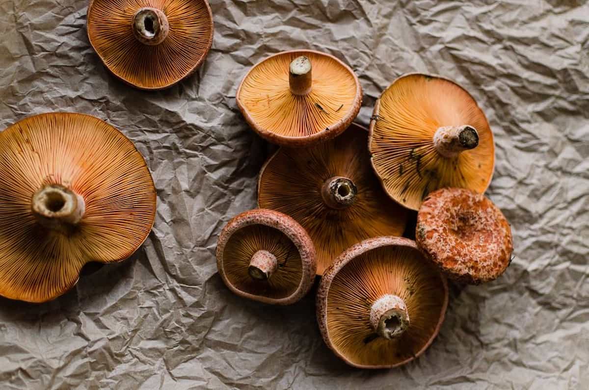 red pine mushroom
