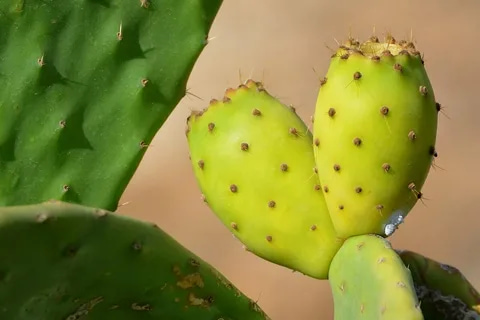 prickly pear syrup