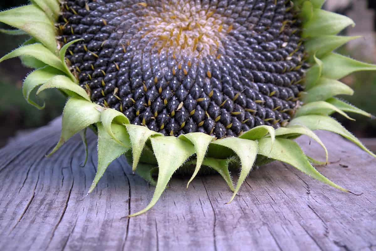organic sunflower seeds