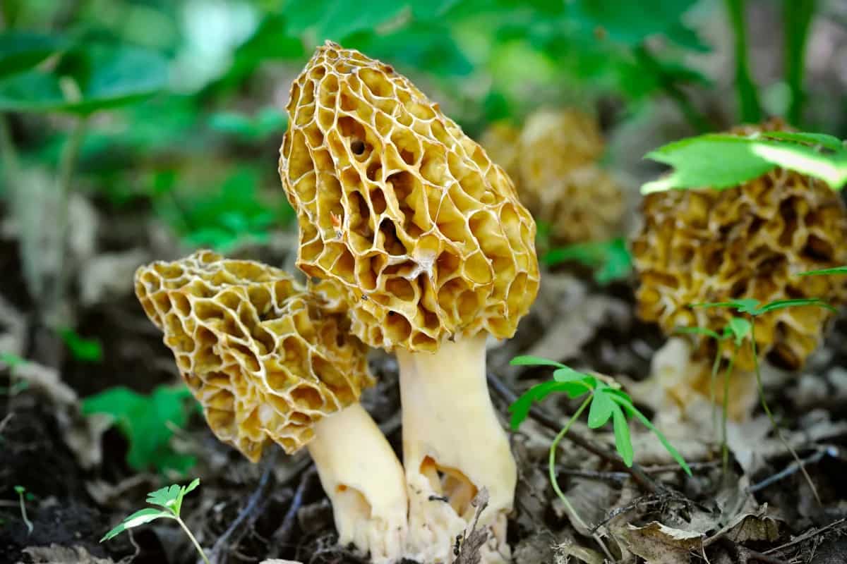 morel mushroom season