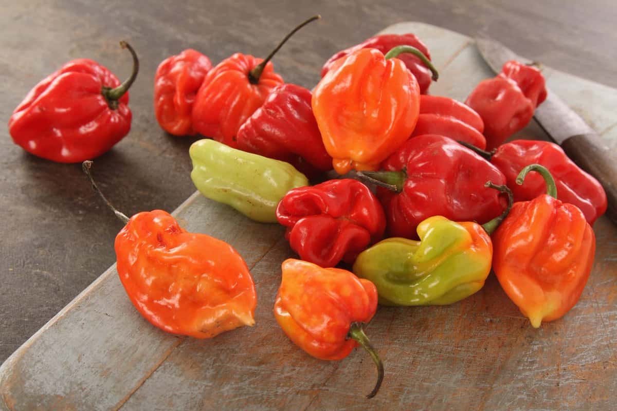 red habanero pepper