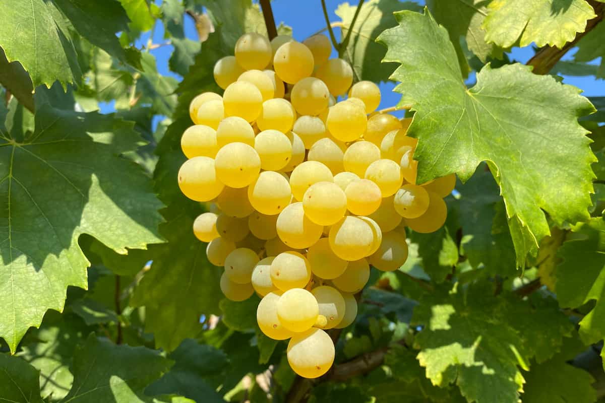 yellow grapes raisins
