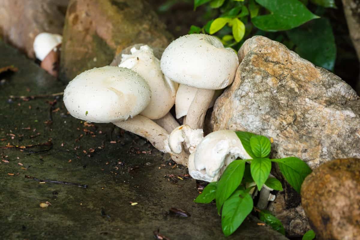 white mushroom nutrition