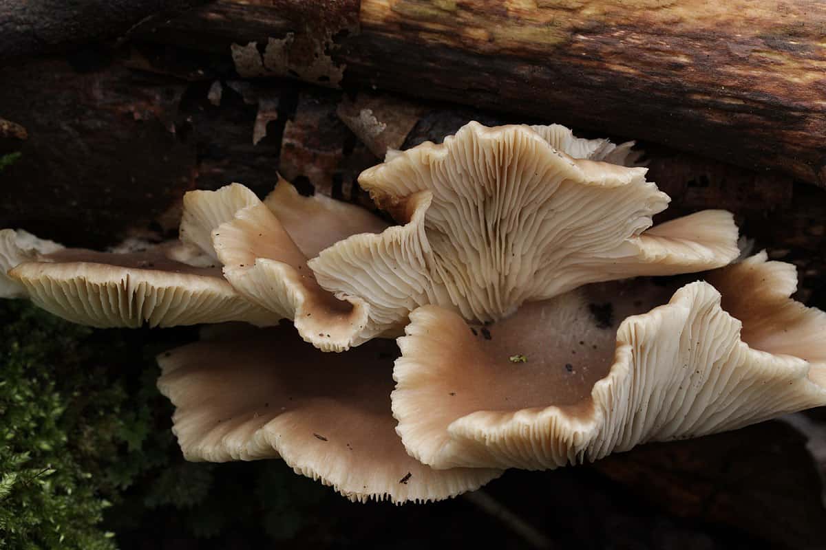 elm oyster mushroom