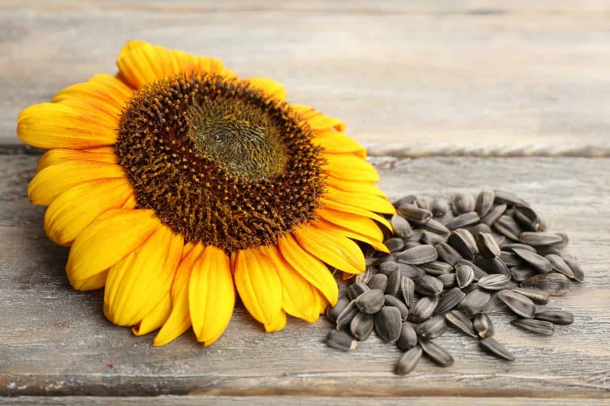 organic sunflower seed