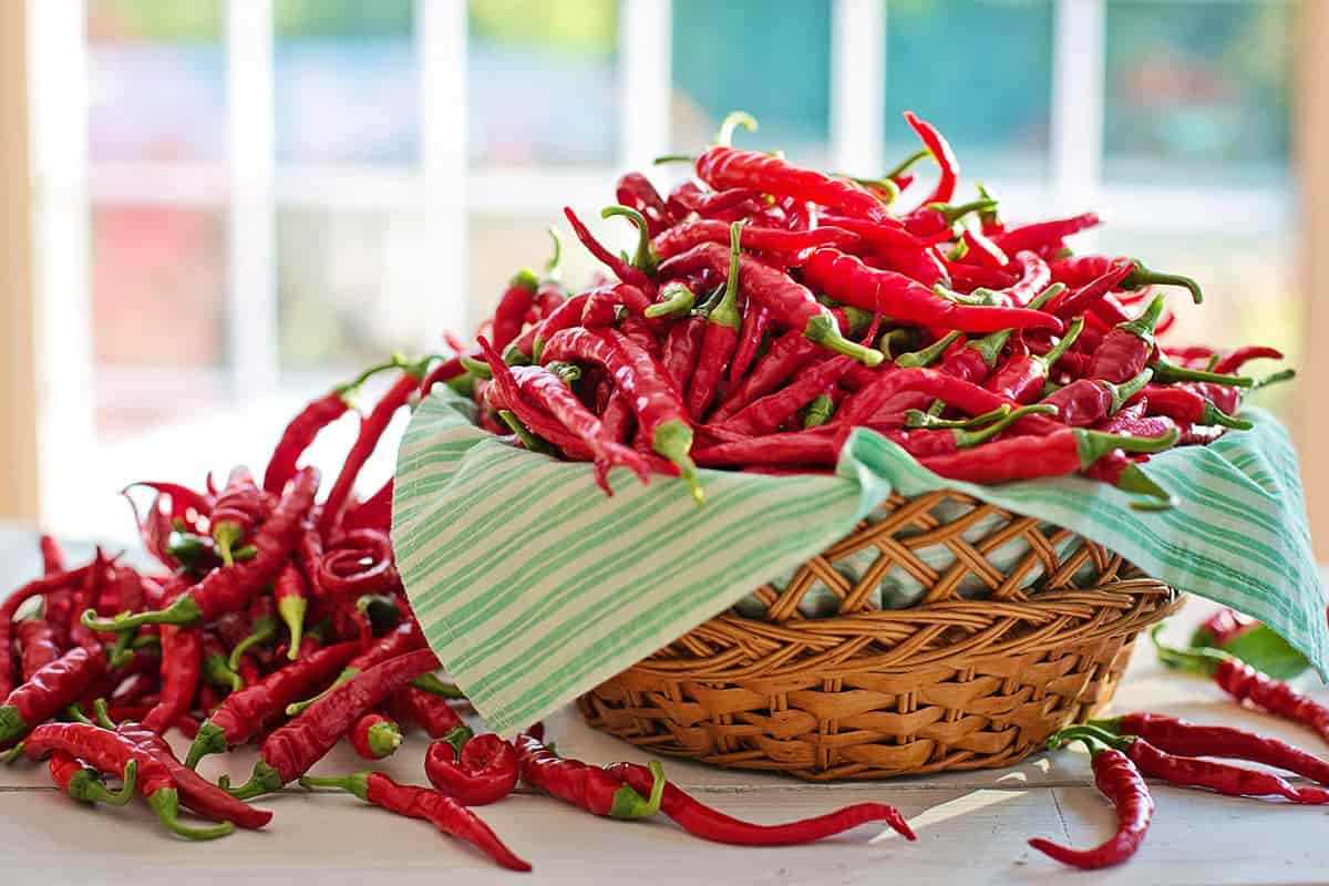 chilli hot peppers