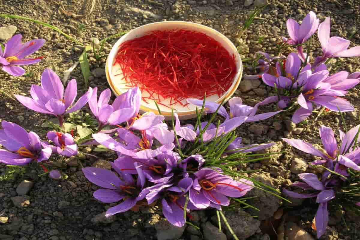 kashmiri saffron vs iranian saffron