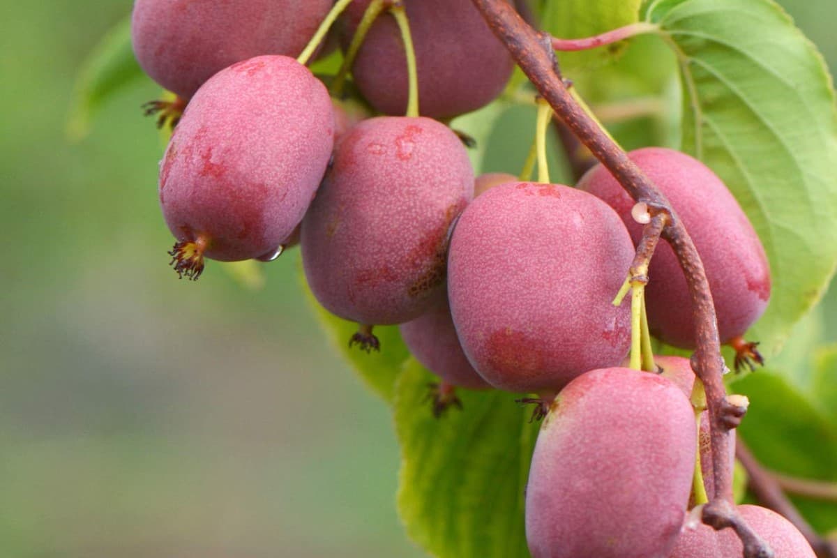 Pink Kiwi Fruit