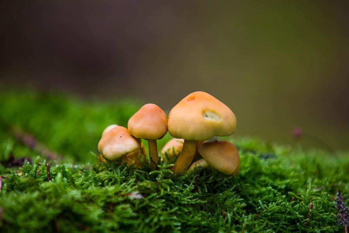 jolly mushroom sachet