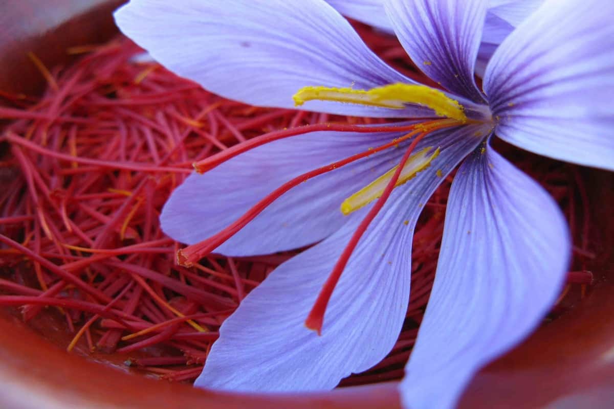 spain vs iran saffron