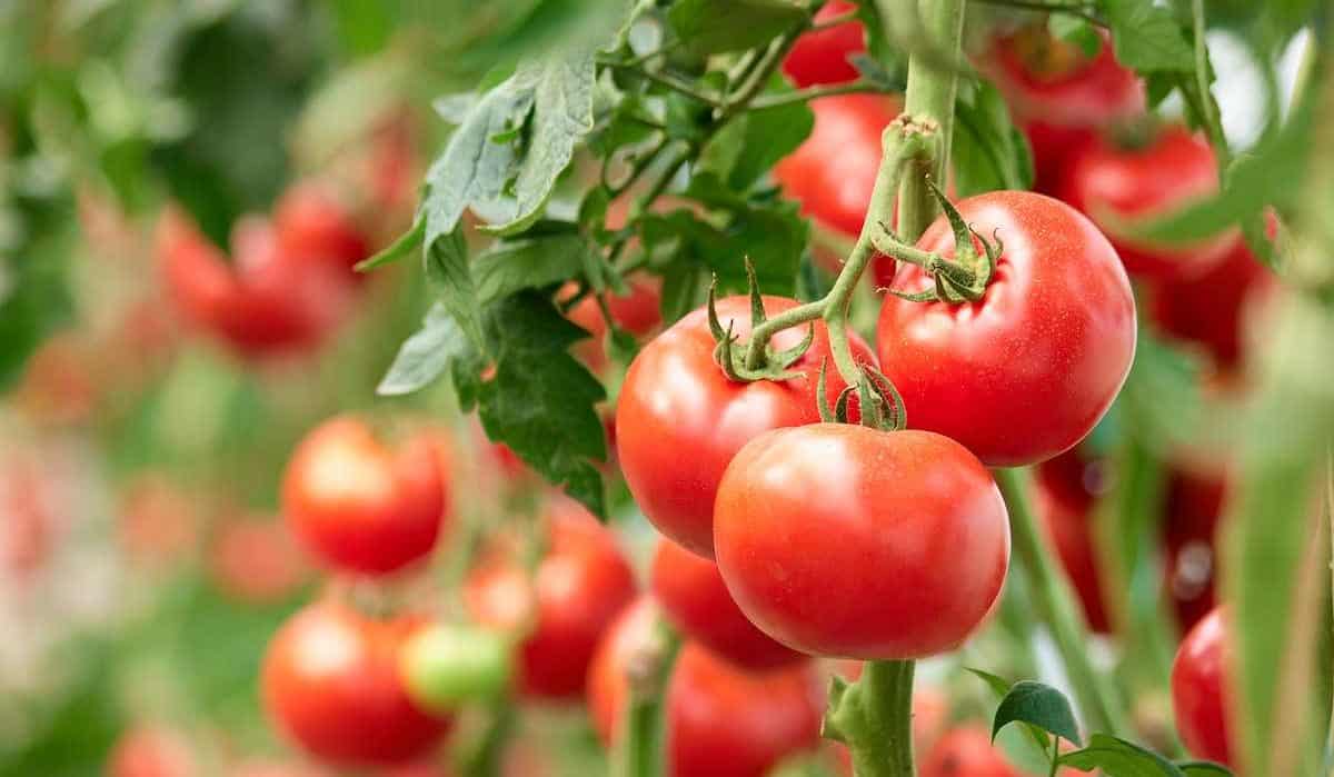 hybrid tomato plant