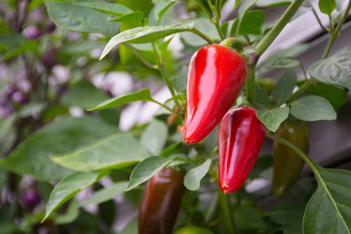 jalapeno pepper red