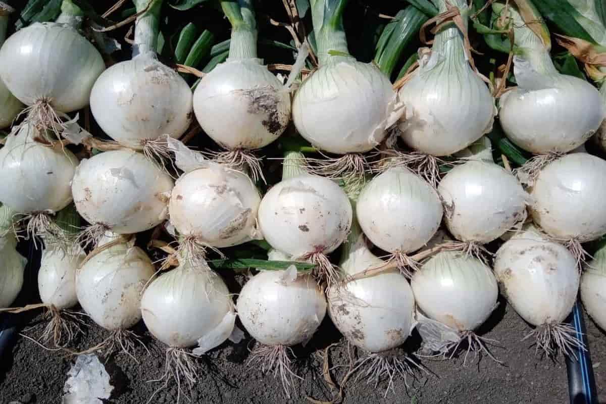 white onion bulbs