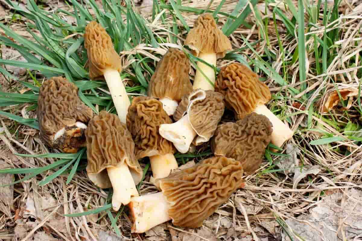 morel mushroom growing kit
