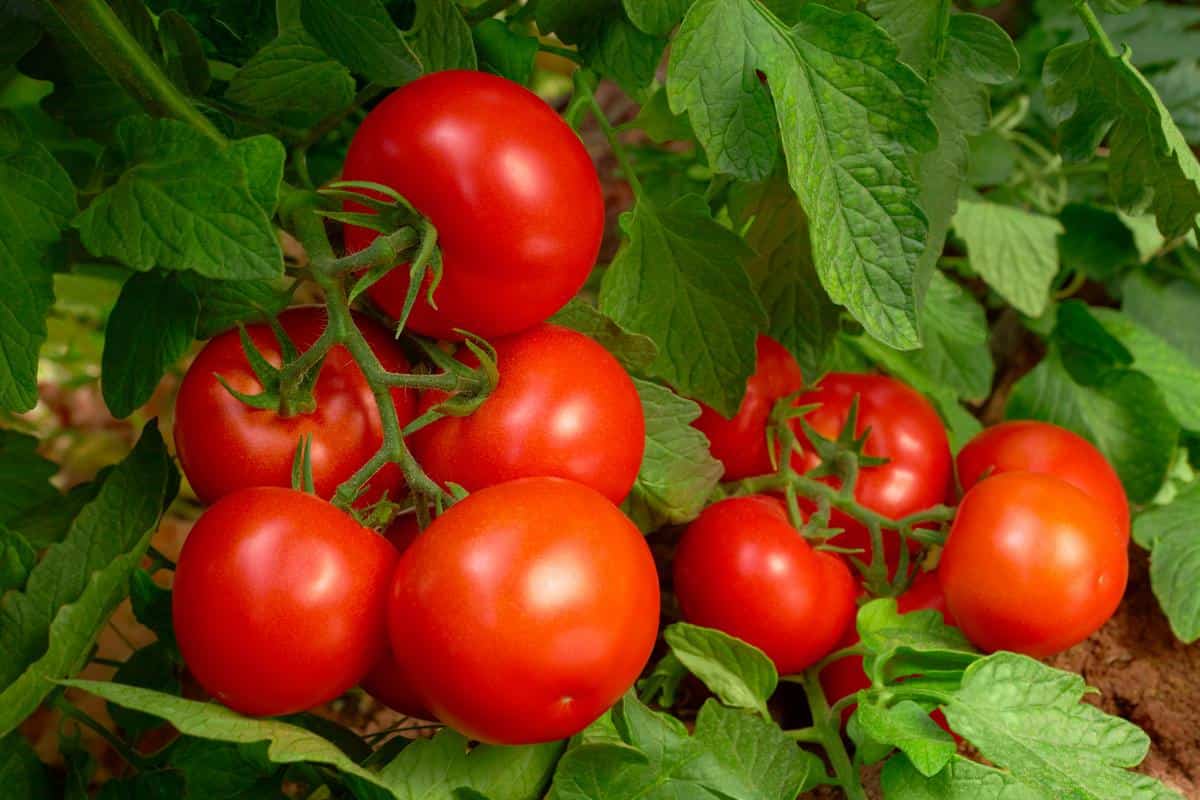 maharashtra tomato production