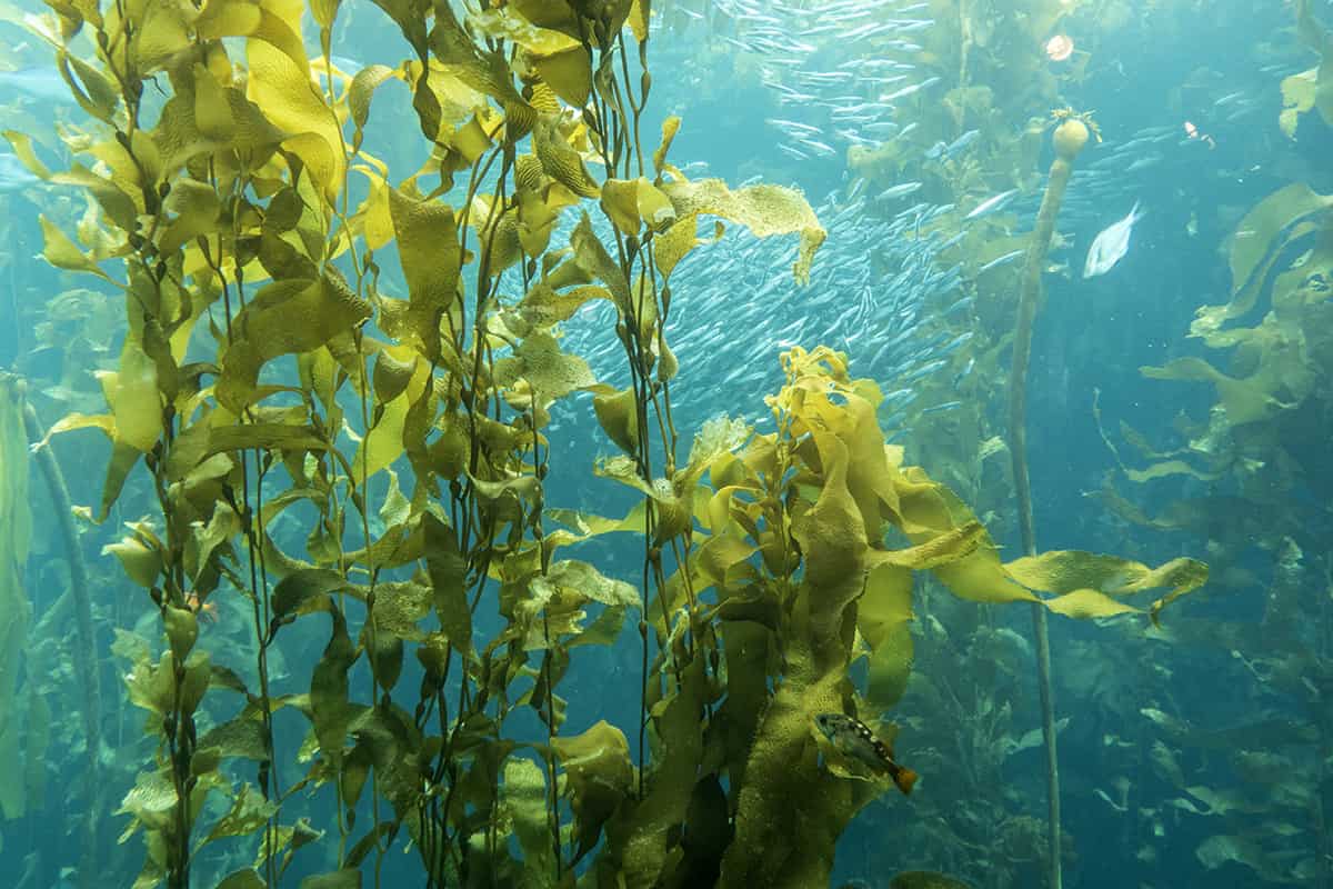 kelp extract benefits
