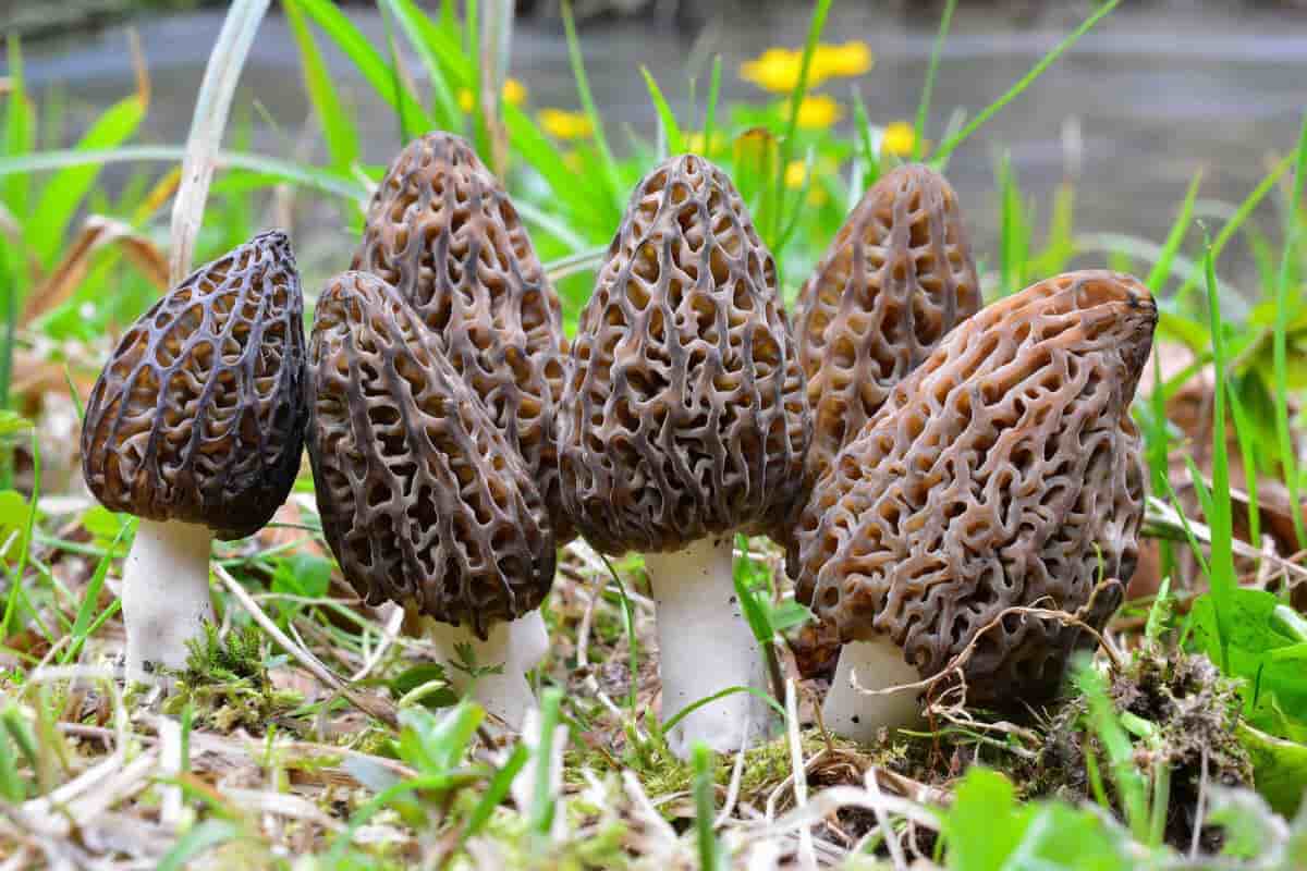 gucchi mushroom seeds