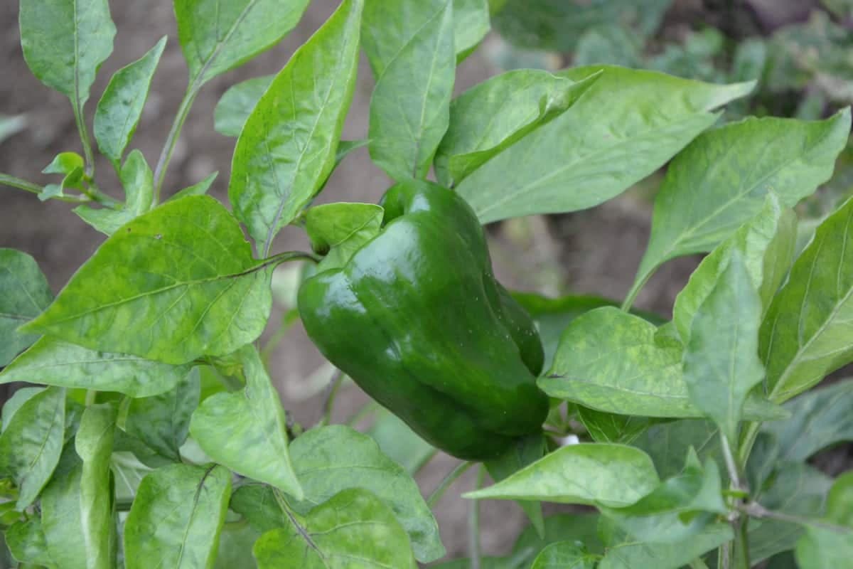 green pepper casserole