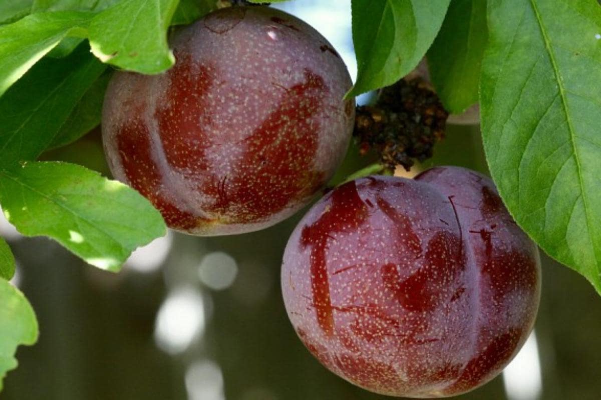java plum in hindi