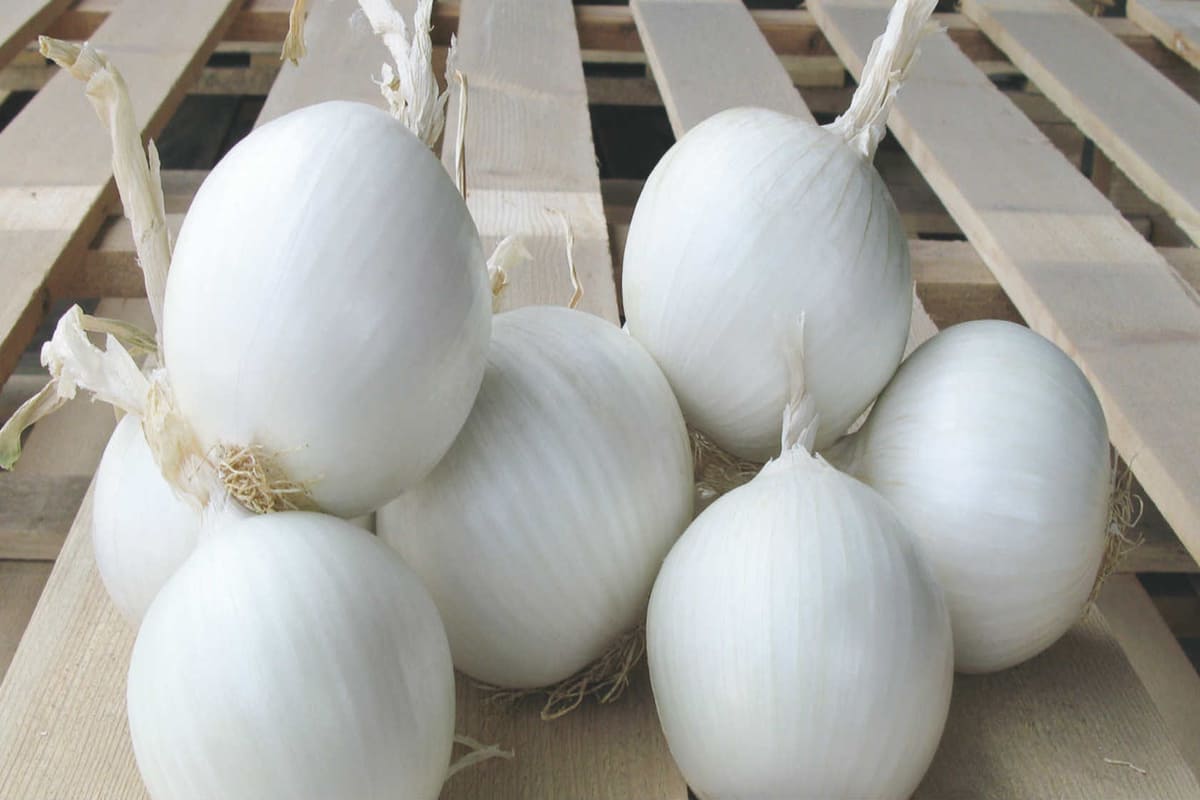sweet white onion sets