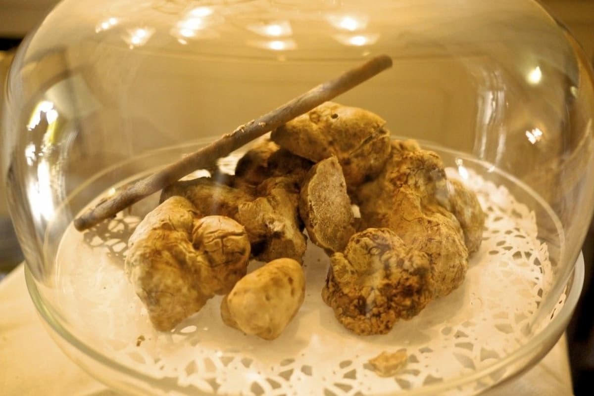 white truffle mushroom pasta