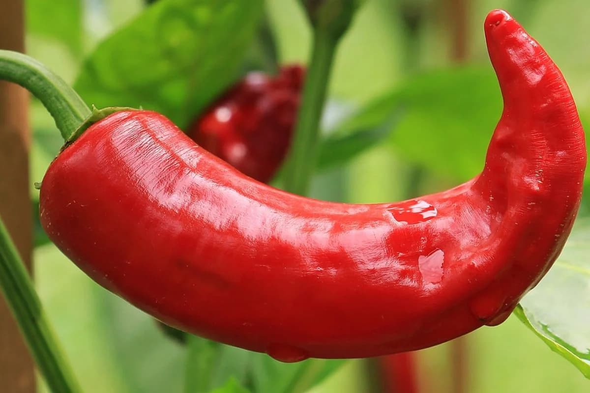 long red bell pepper