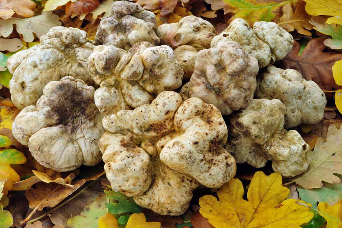 white truffle mushroom
