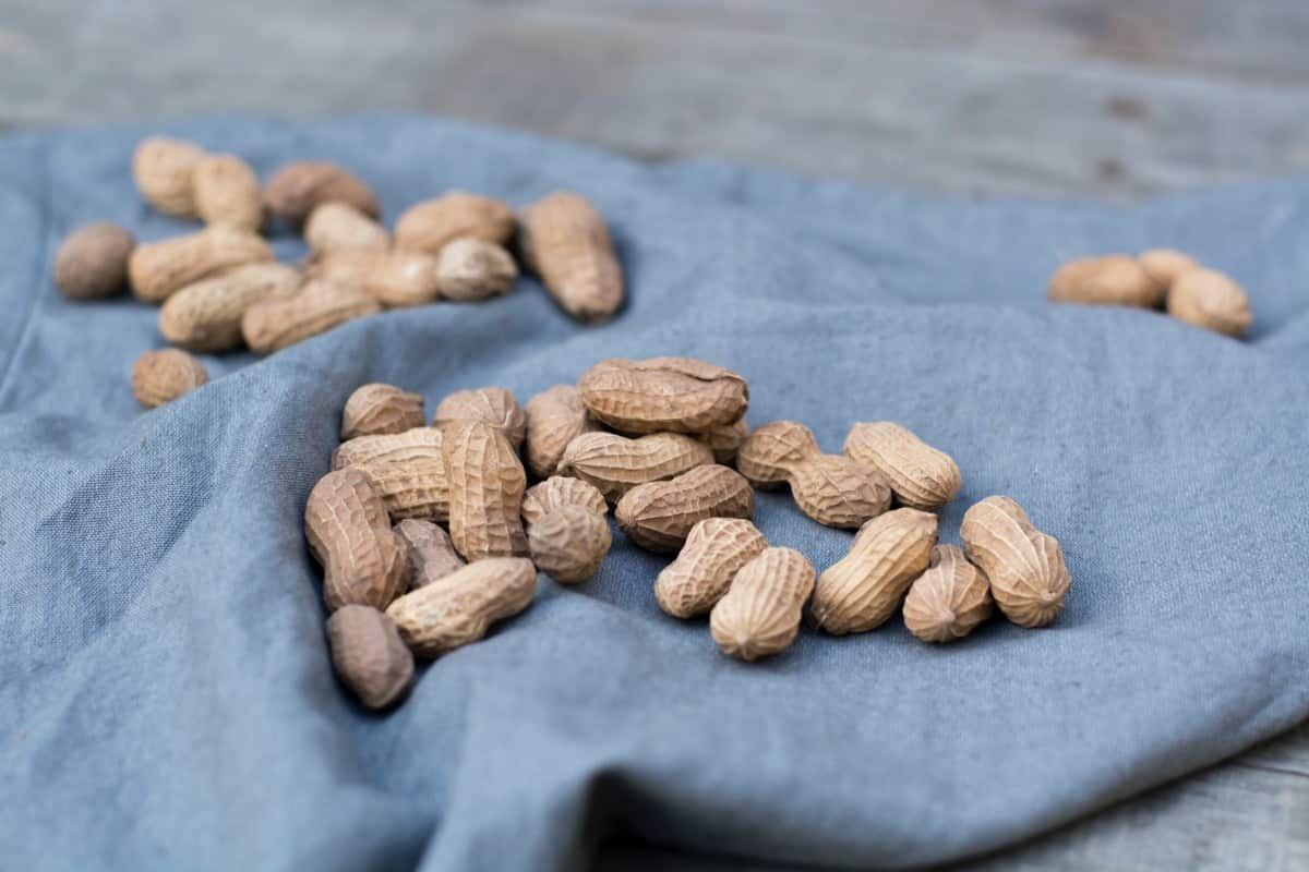 growers peanuts philippines