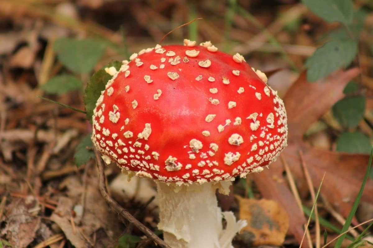 red mushroom edible