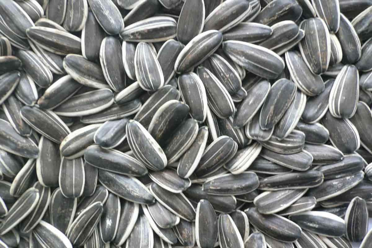 tractor supply sunflower seeds