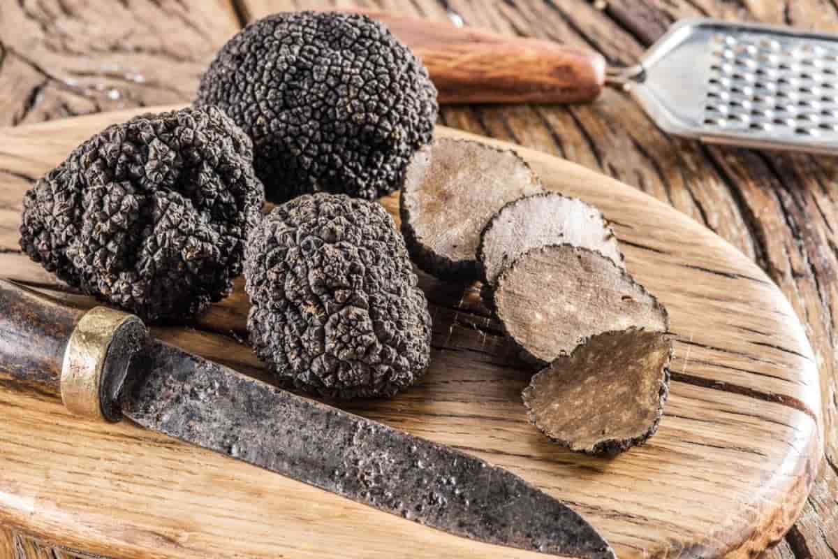 Truffle Mushroom in Dubai (Mountain Tail) Black White Gray Round Shape ...