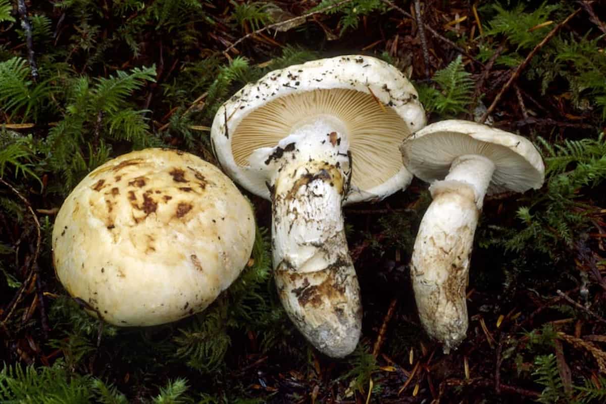 wild pine mushroom