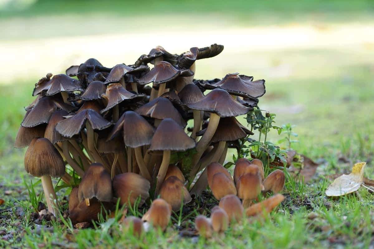 maitake mushroom nutrition facts