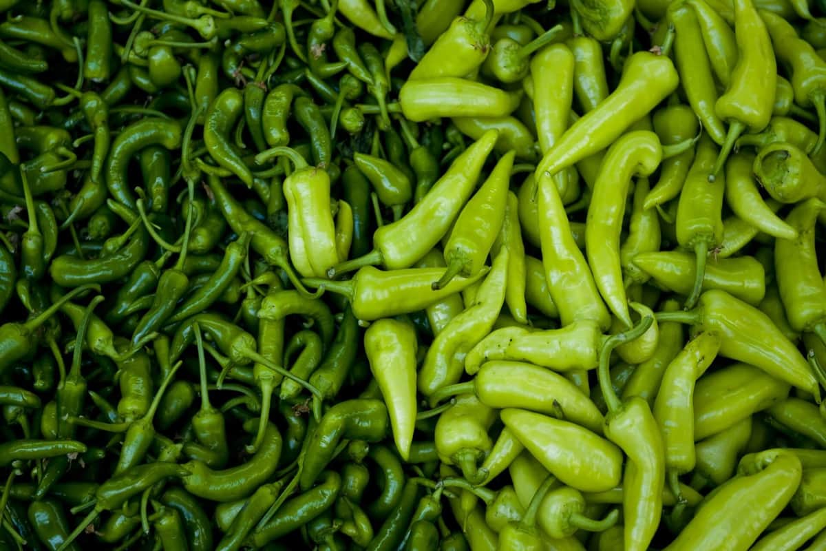 green pepper chili
