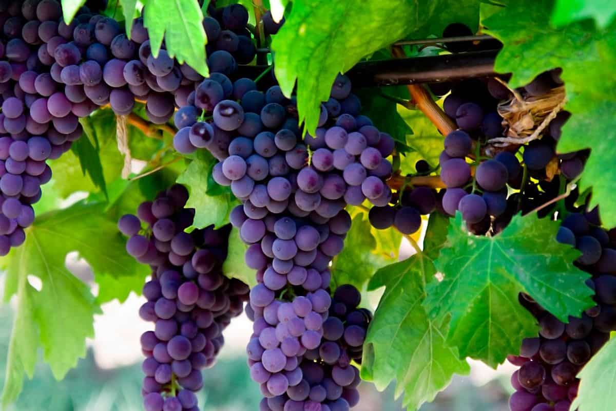 grapes fiber