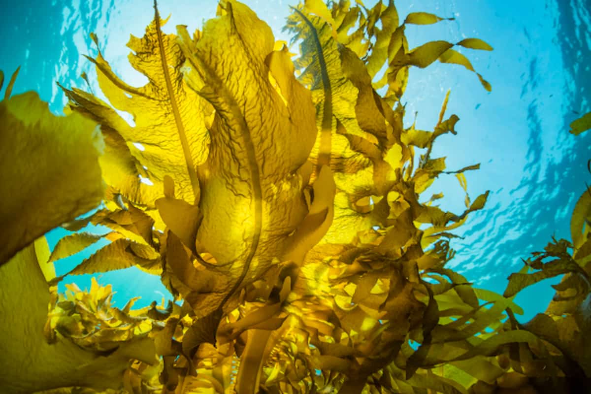 Kelp Extract 