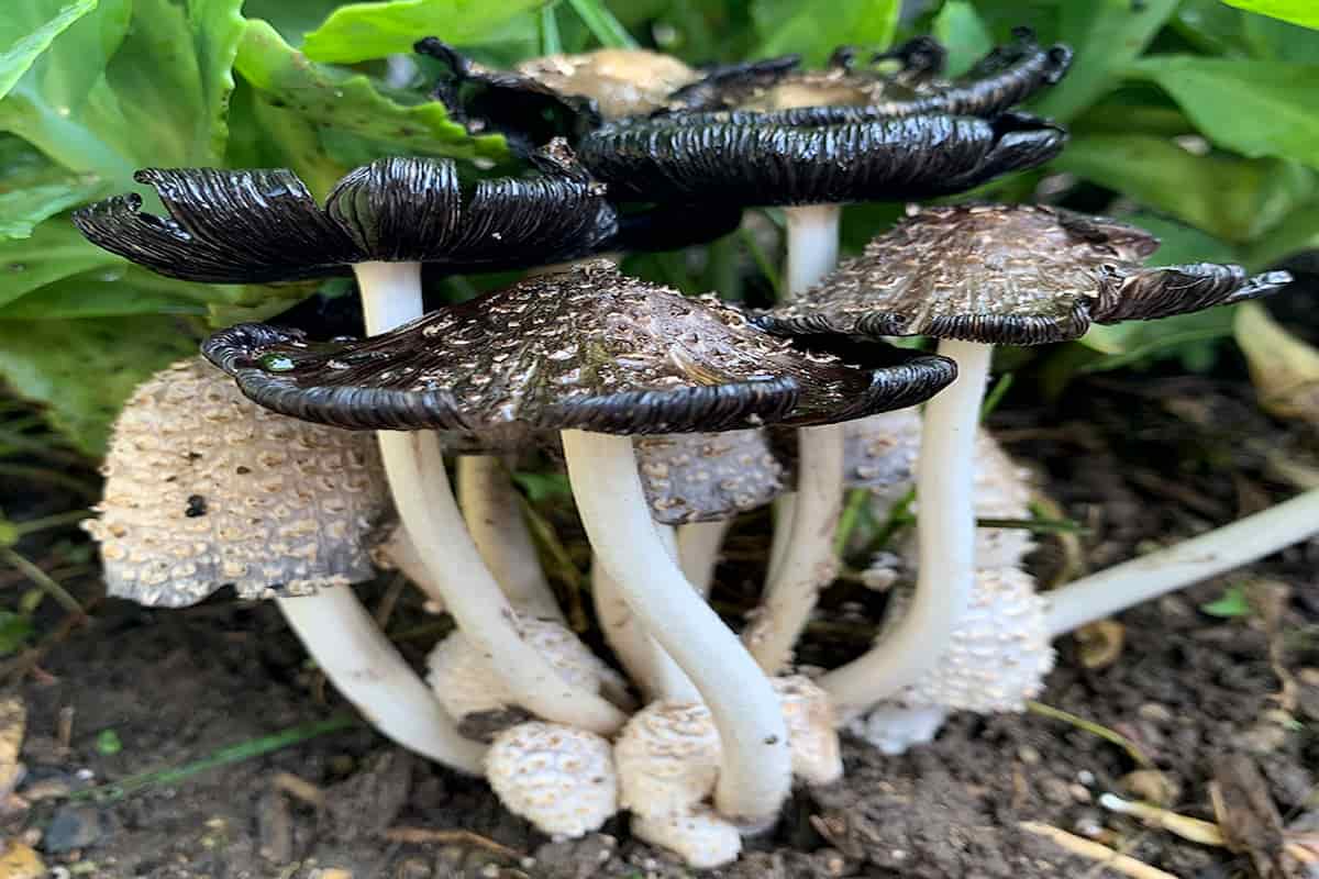 mushroom nutrition
