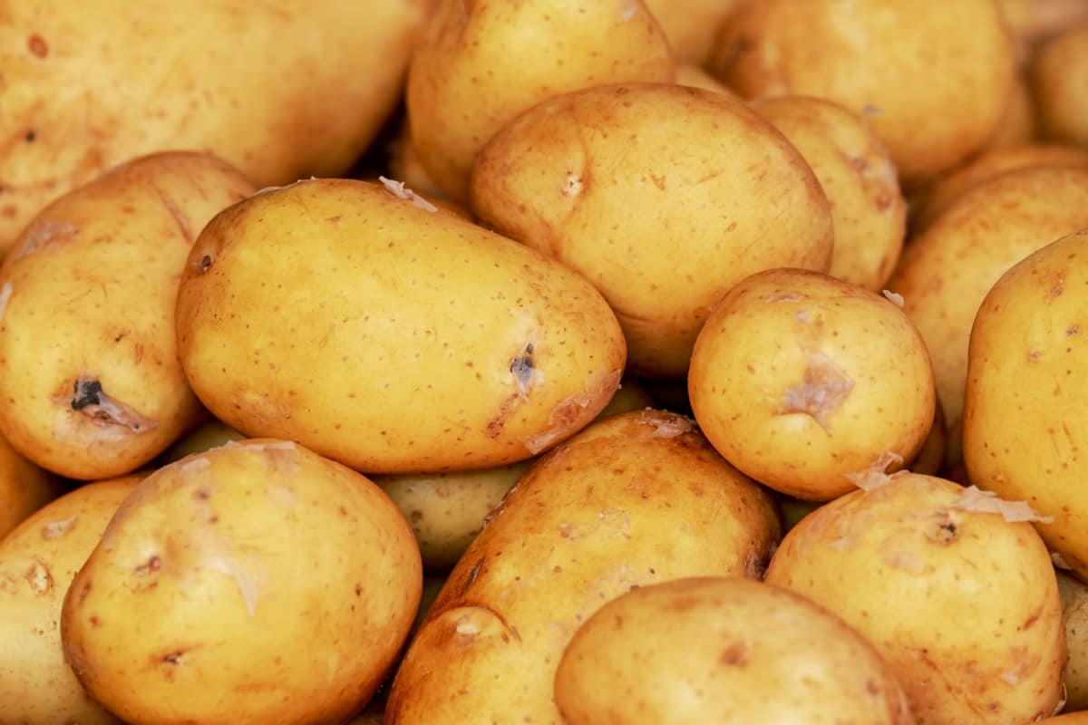 uk potato crop 2022
