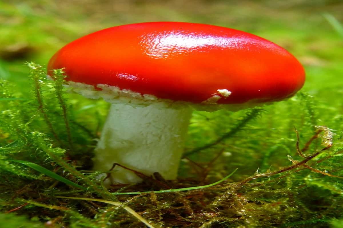 red mushroom drawing