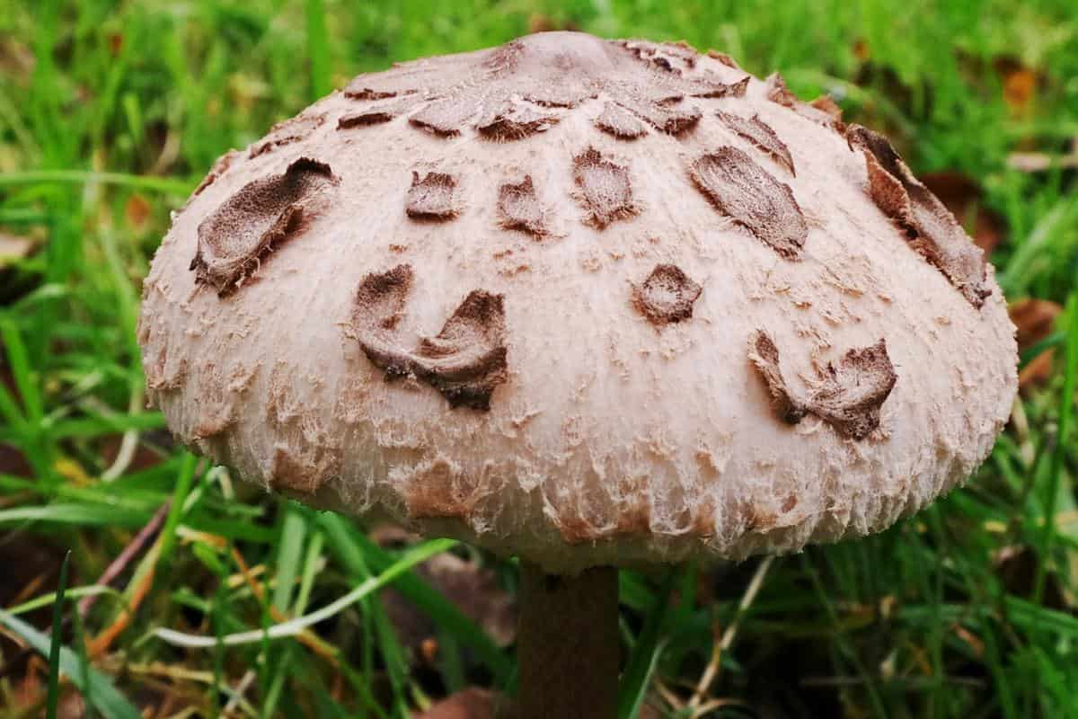 maitake mushroom nutrition facts