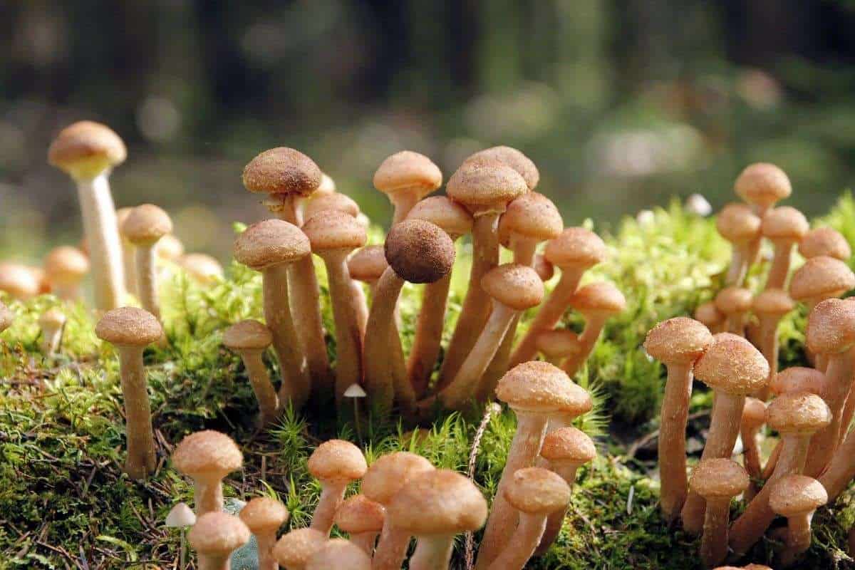 enoki mushroom recipe