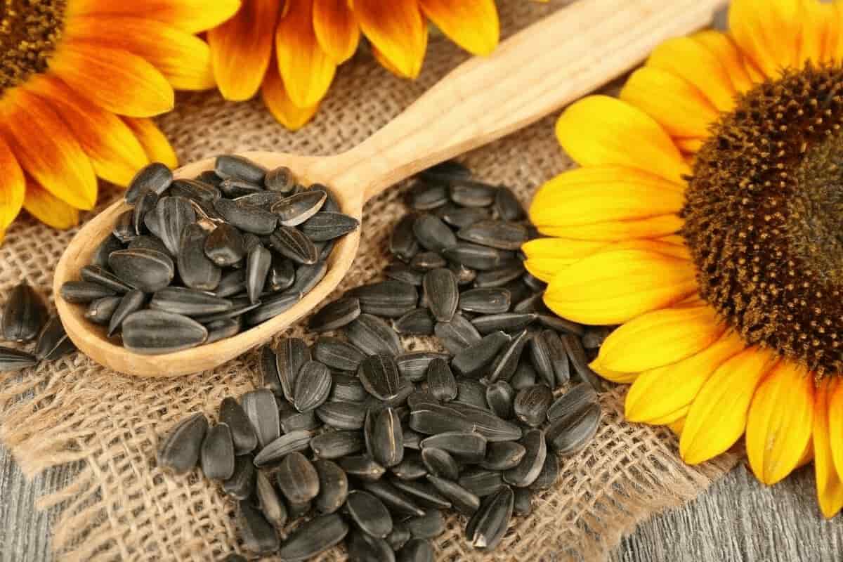 sunflower seeds calories