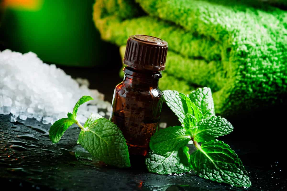 mint leaf extract